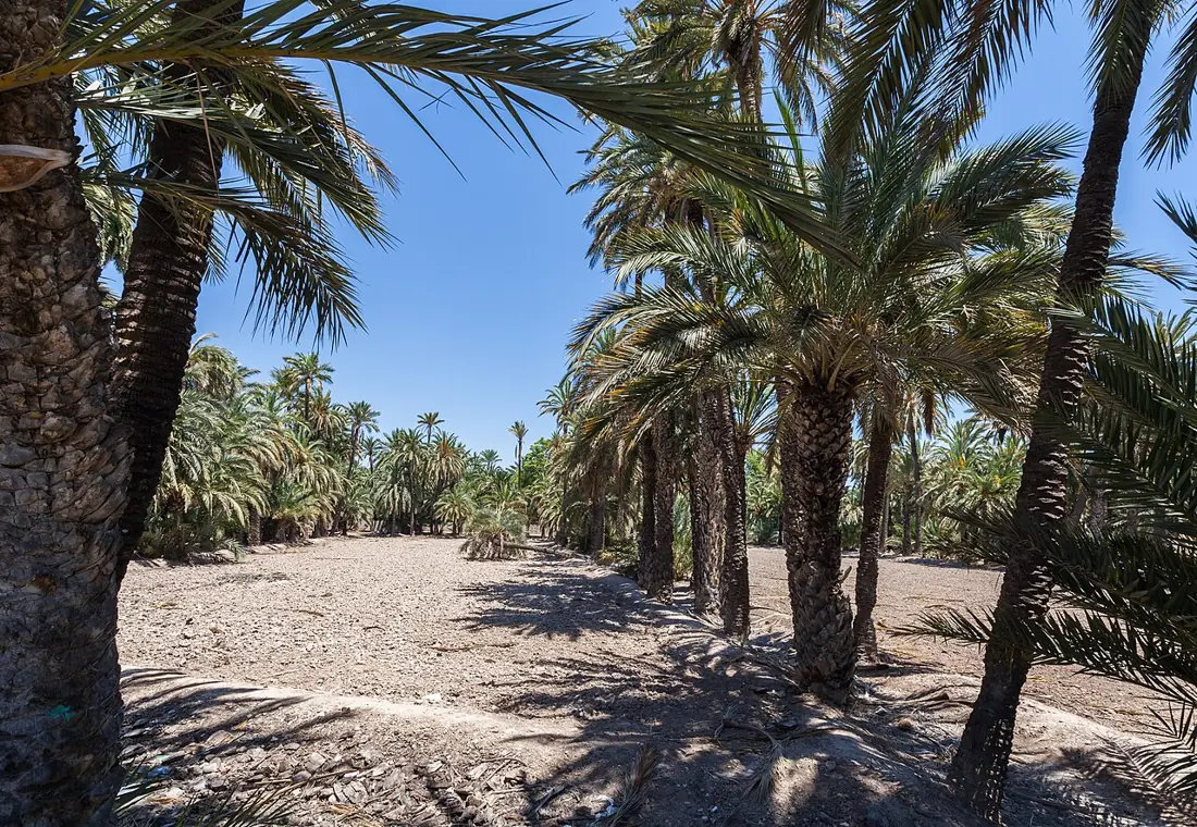 Palmeral de Elche