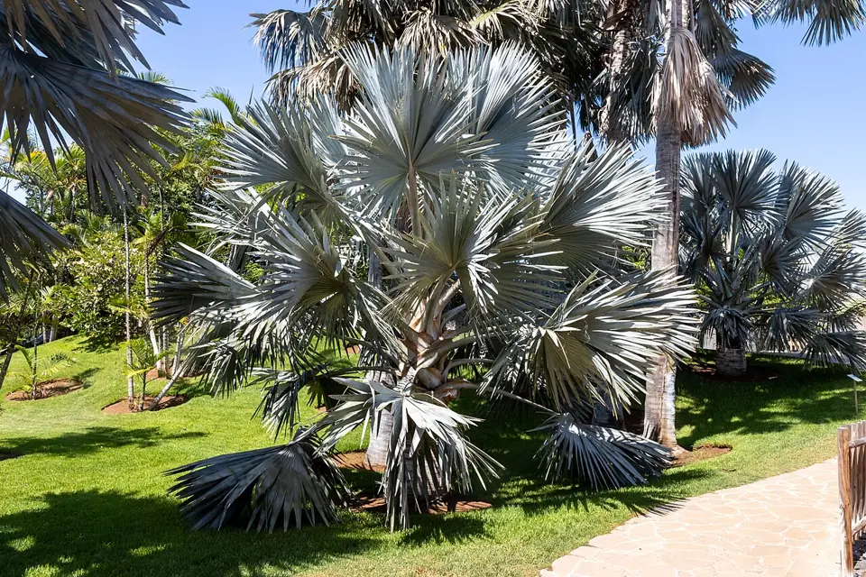 Palmeras del Palmetum